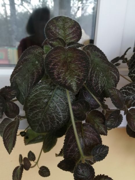  - EPISCIA