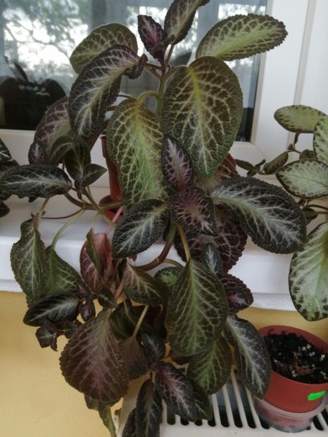  - EPISCIA