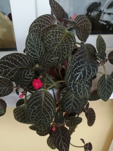  - EPISCIA