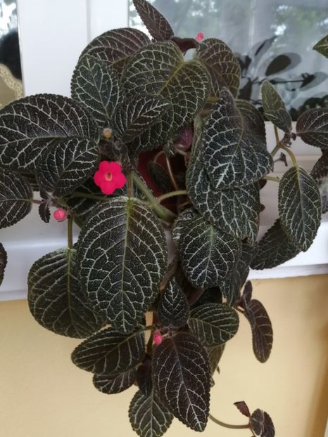  - EPISCIA