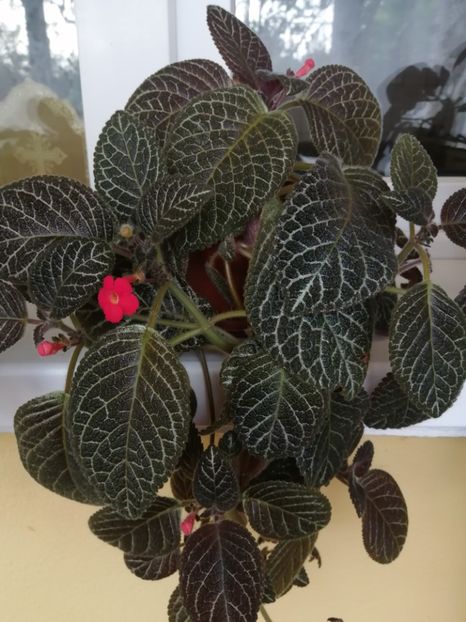  - EPISCIA