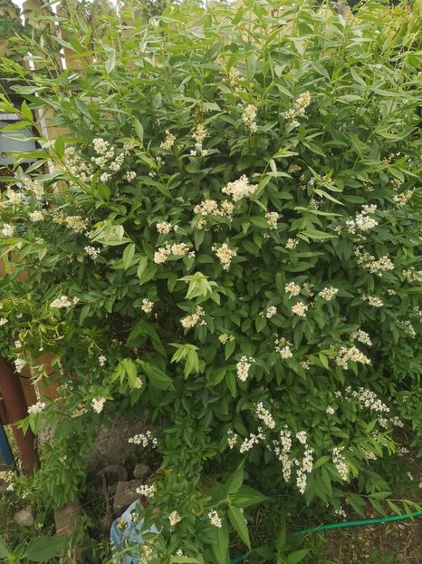 lemn cainesc - arbori ornamentali 2023