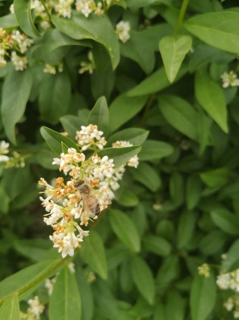 Ligustrum Ovalifolium - arbori ornamentali 2023