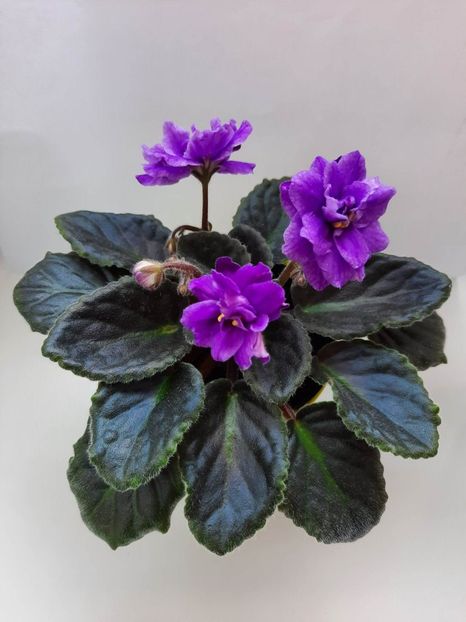 Mai 2023 - ESKIMO KISSES