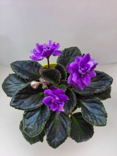 Mai 2023 - ESKIMO KISSES