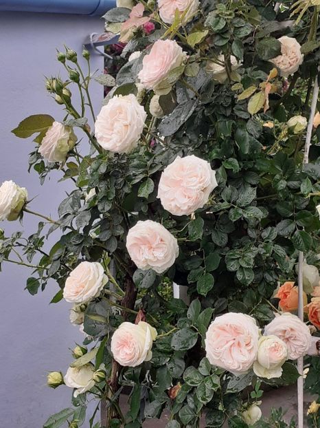  - 01 - TRANDAFIRI 2023