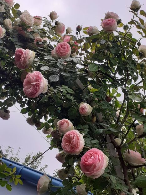  - 01 - TRANDAFIRI 2023