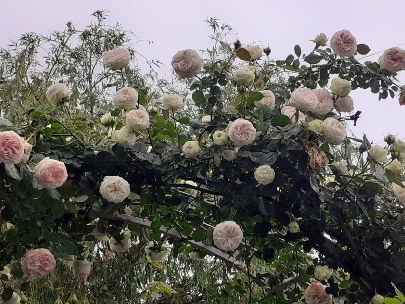  - 01 - TRANDAFIRI 2023