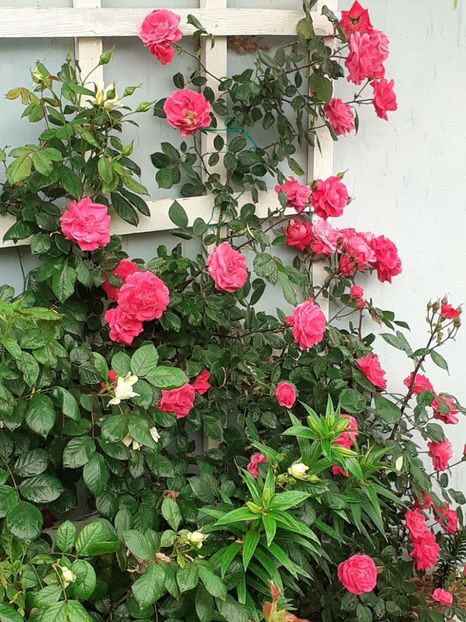  - 01 - TRANDAFIRI 2023