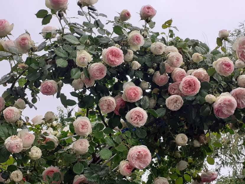  - 01 - TRANDAFIRI 2023