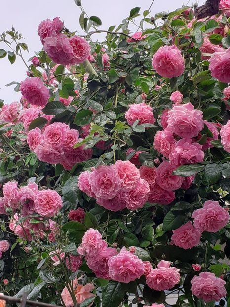  - 01 - TRANDAFIRI 2023