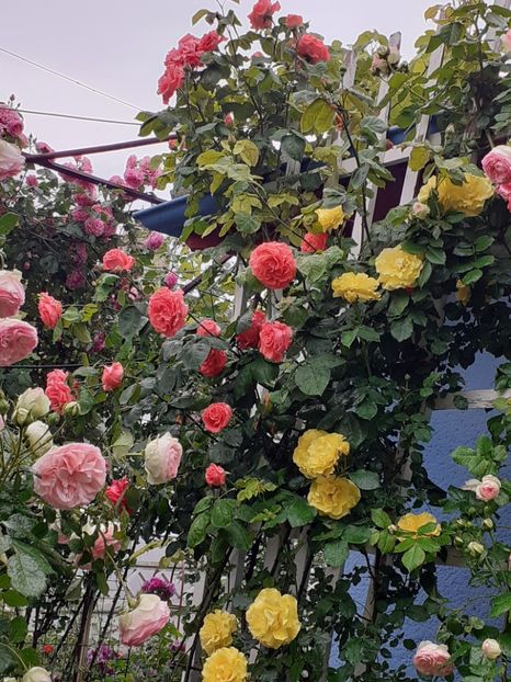  - 01 - TRANDAFIRI 2023