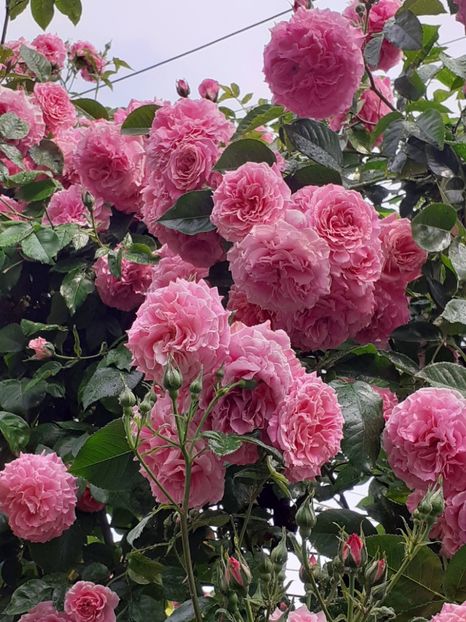  - 01 - TRANDAFIRI 2023