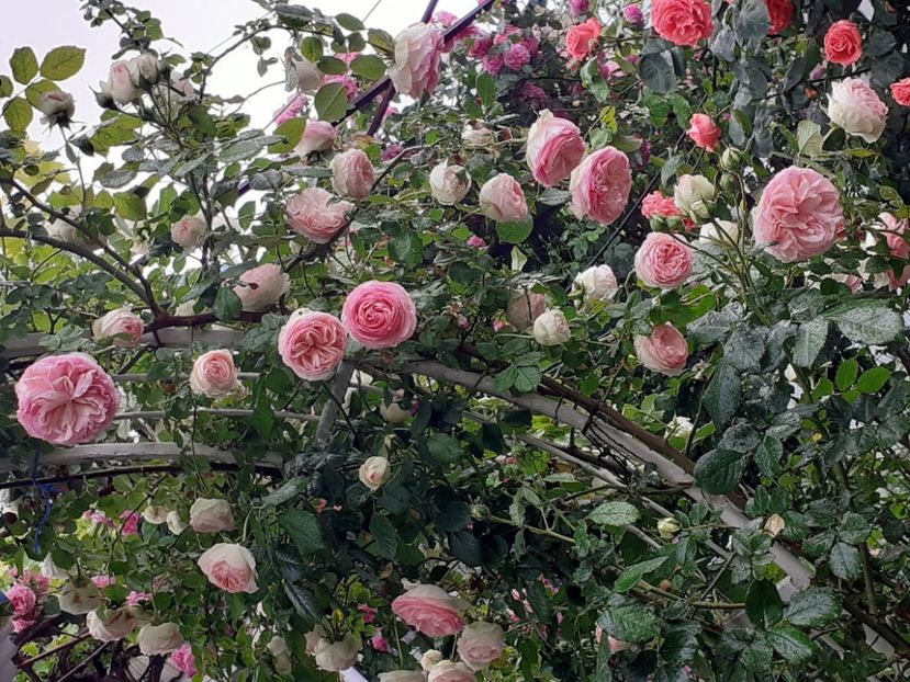  - 01 - TRANDAFIRI 2023