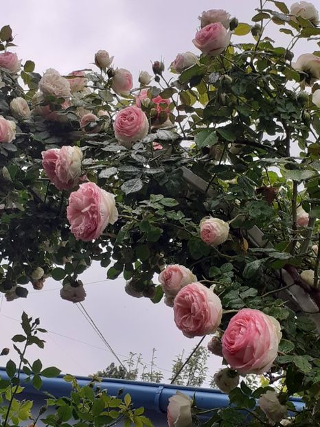  - 01 - TRANDAFIRI 2023