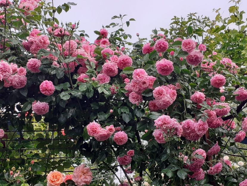  - 01 - TRANDAFIRI 2023