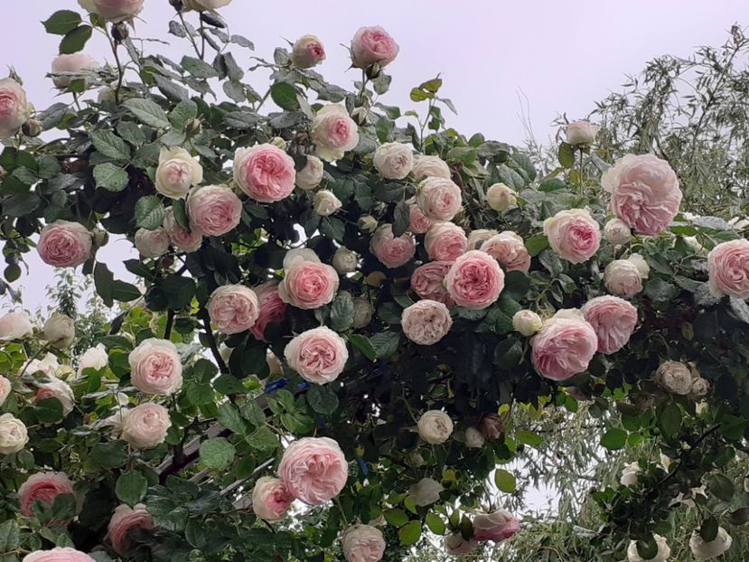  - 01 - TRANDAFIRI 2023