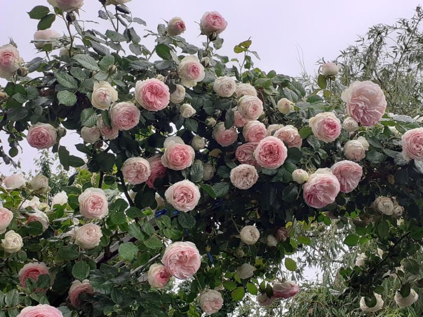  - 01 - TRANDAFIRI 2023