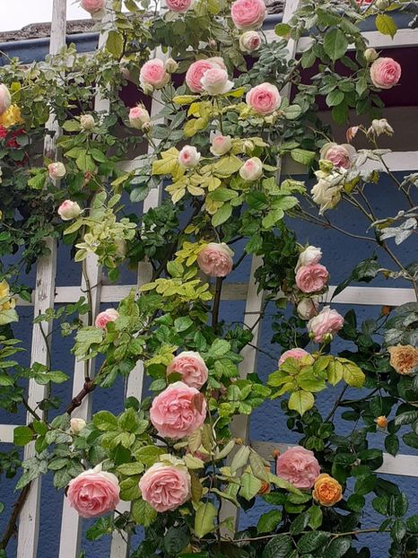  - 01 - TRANDAFIRI 2023