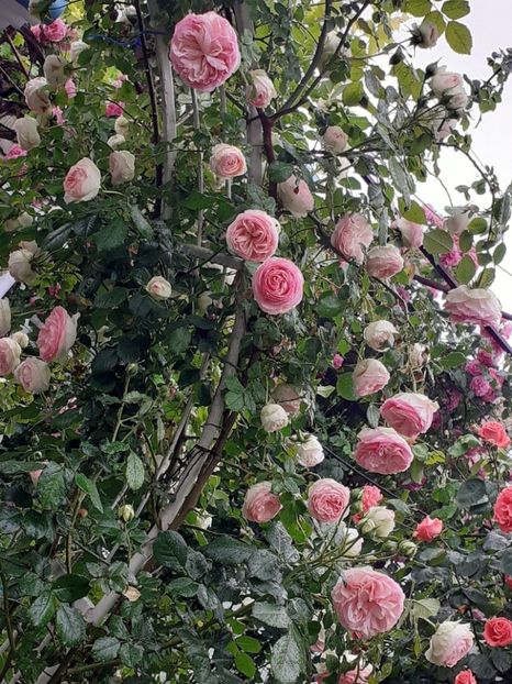  - 01 - TRANDAFIRI 2023