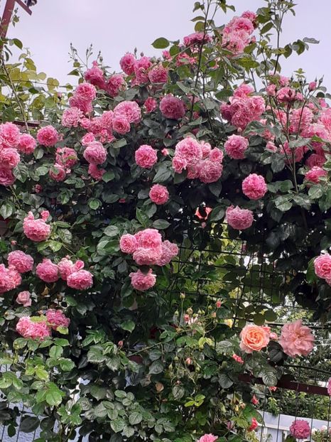  - 01 - TRANDAFIRI 2023