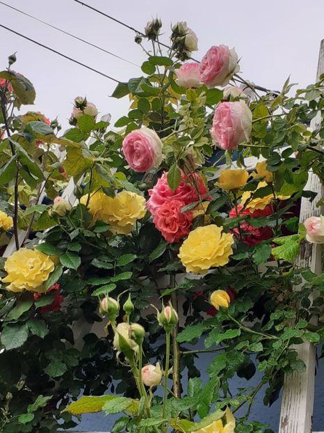  - 01 - TRANDAFIRI 2023