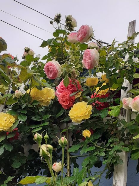  - 01 - TRANDAFIRI 2023