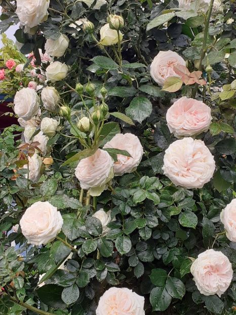  - 01 - TRANDAFIRI 2023