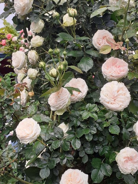  - 01 - TRANDAFIRI 2023