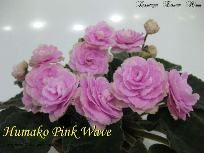  - HUMAKO PINK WAVE