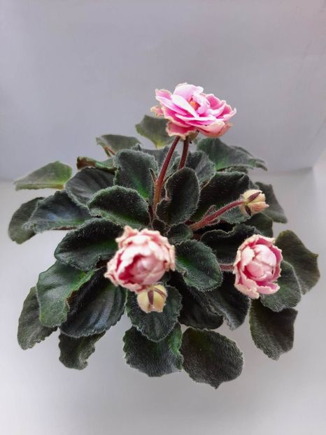 Mai 2023 - HUMAKO PINK WAVE