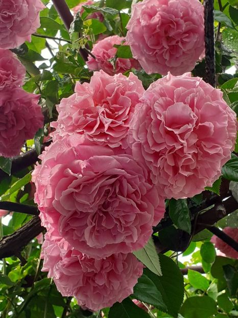  - Heillige Elisabeth 2023