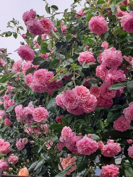  - Heillige Elisabeth 2023