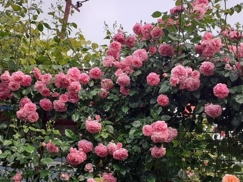  - Heillige Elisabeth 2023