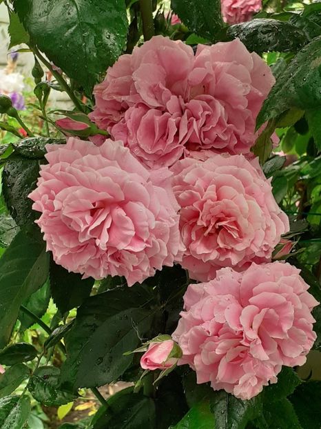  - Heillige Elisabeth 2023