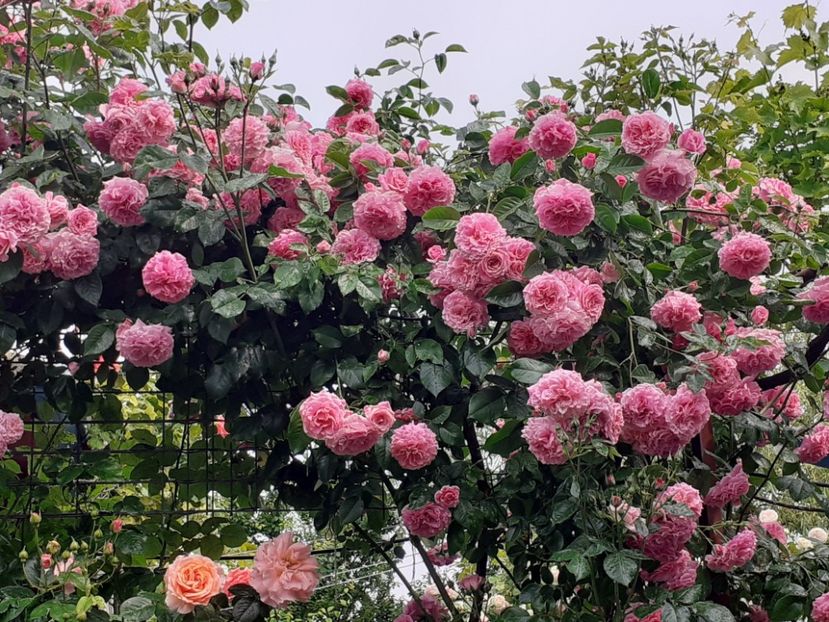  - Heillige Elisabeth 2023