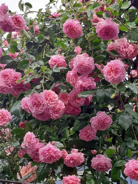  - Heillige Elisabeth 2023