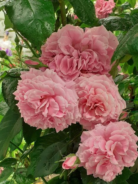  - Heillige Elisabeth 2023