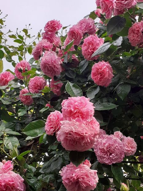  - Heillige Elisabeth 2023