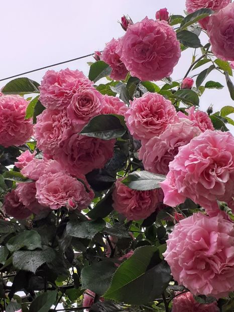  - Heillige Elisabeth 2023