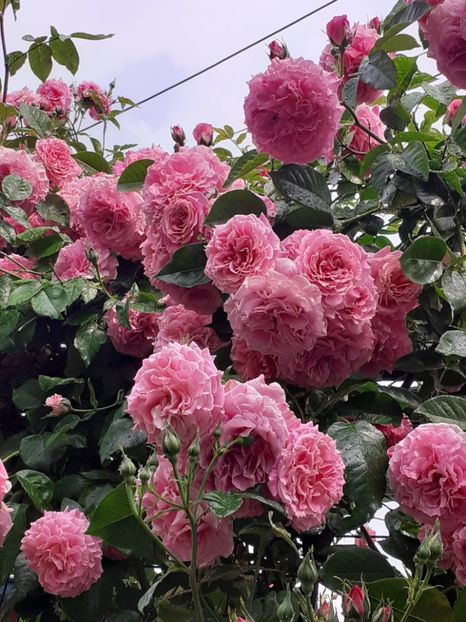  - Heillige Elisabeth 2023