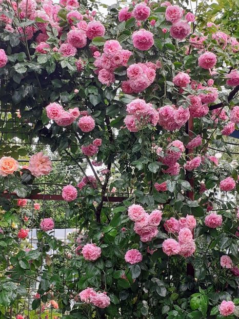  - Heillige Elisabeth 2023