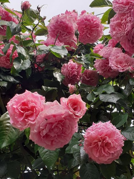  - Heillige Elisabeth 2023