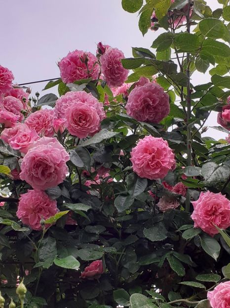  - Heillige Elisabeth 2023