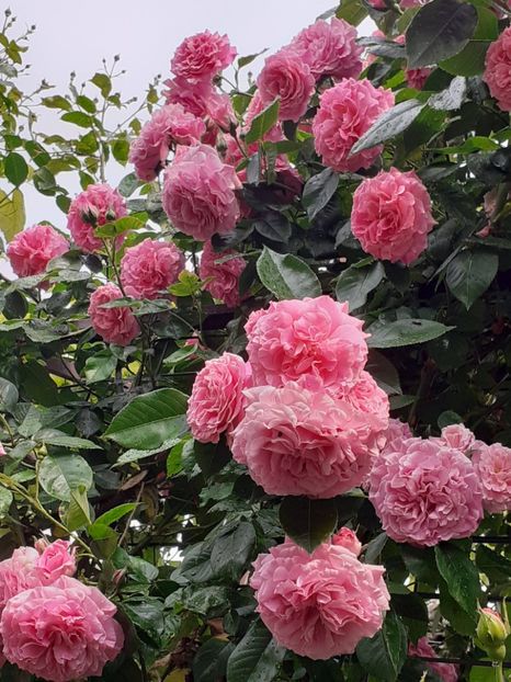  - Heillige Elisabeth 2023