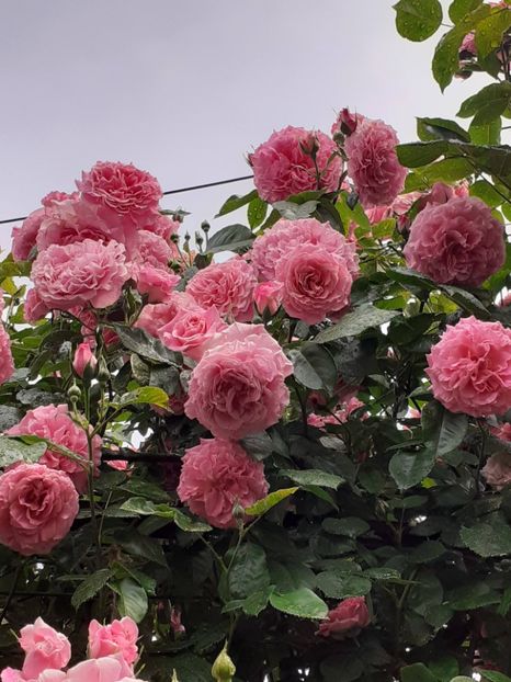  - Heillige Elisabeth 2023