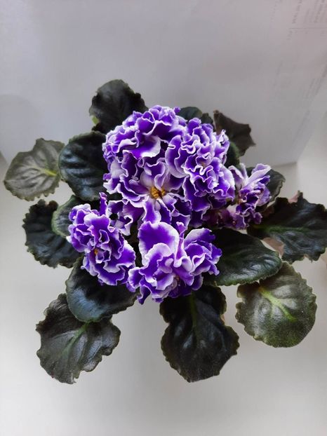 Mai 2023 - LE ROZMARI - SPORT