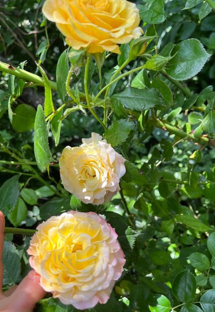 BB8C1757-17C7-4839-A4E7-B24BC0BC954B - Trandafiri 2023 2