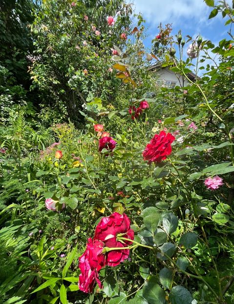 EC56393B-69B9-494A-B1E7-033BFD16170A - Trandafiri 2023 2