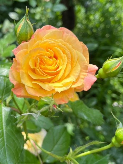 10BAEA42-2968-4D6E-A491-951559221222 - Trandafiri 2023 2